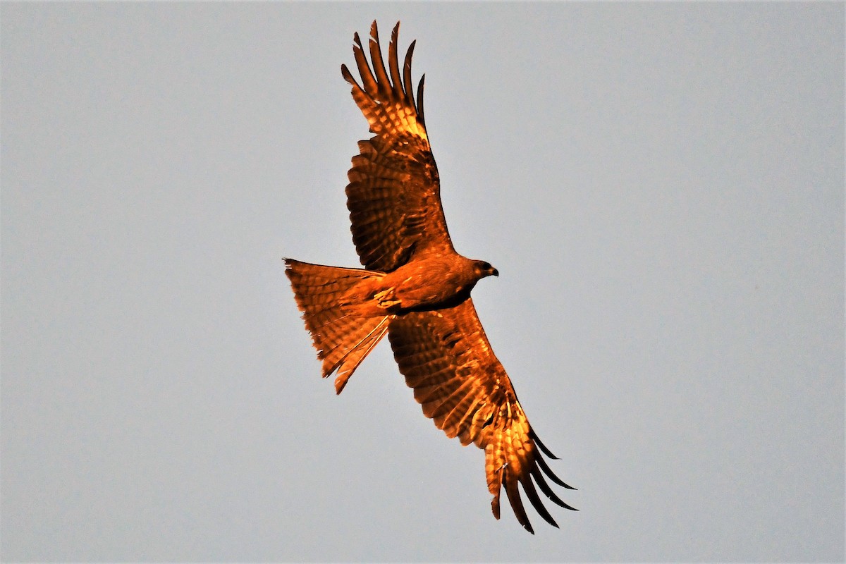 Black Kite - Venkatesh VT