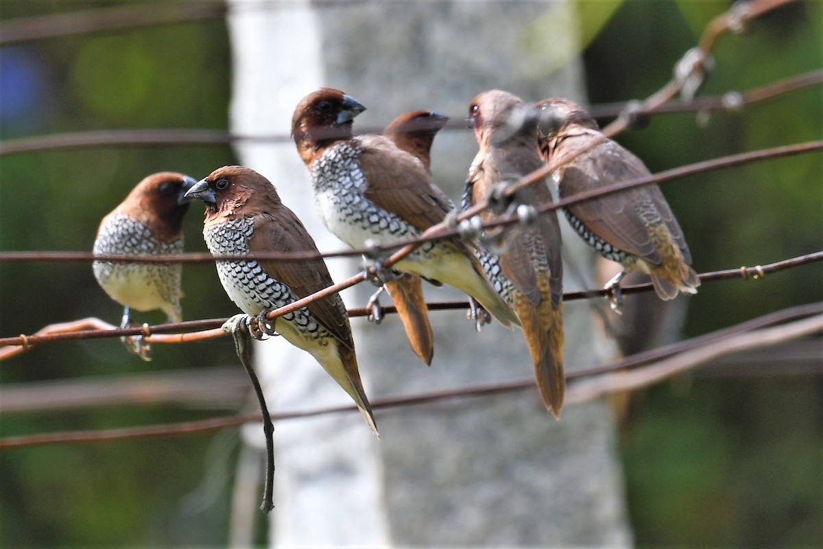 Scaly-breasted Munia - ML351839711