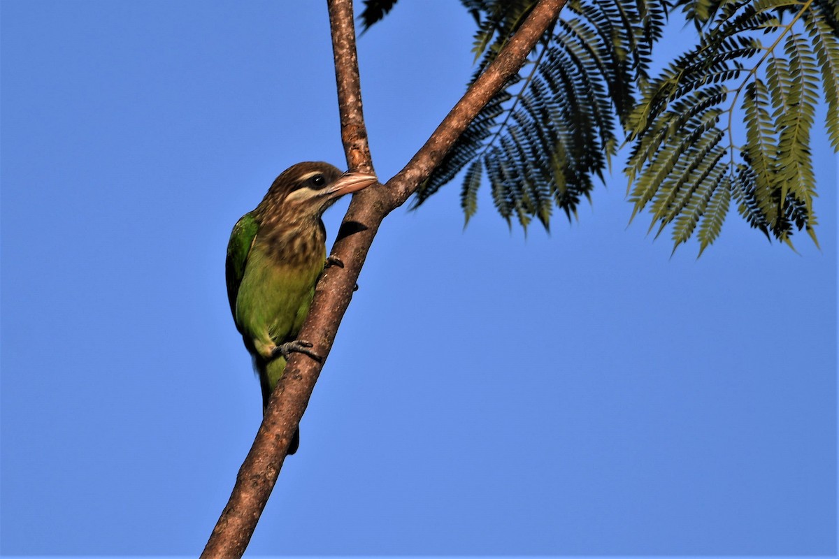 White-cheeked Barbet - ML351839841