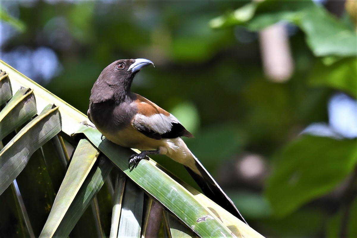 Rufous Treepie - ML351839901