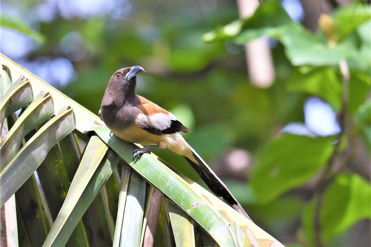 Rufous Treepie - ML351839911