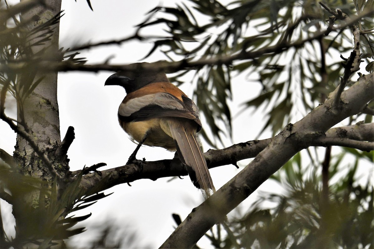 Rufous Treepie - ML351839921