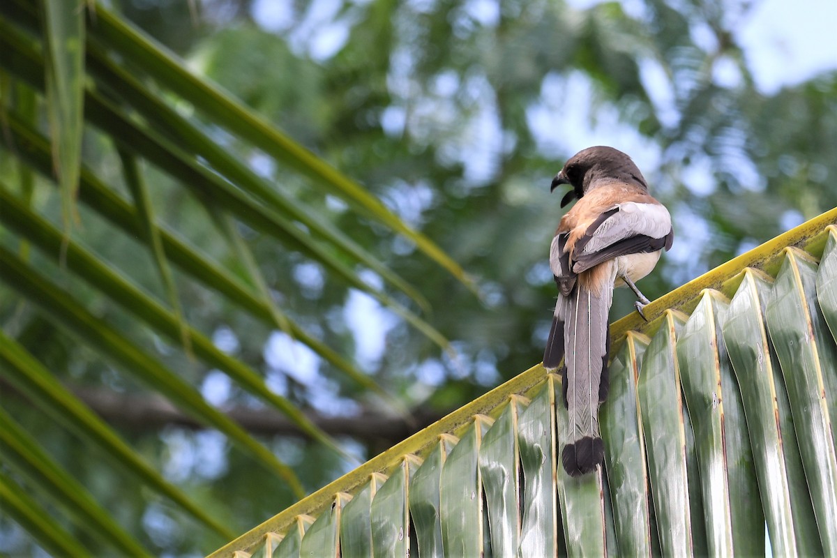 Rufous Treepie - ML351839941