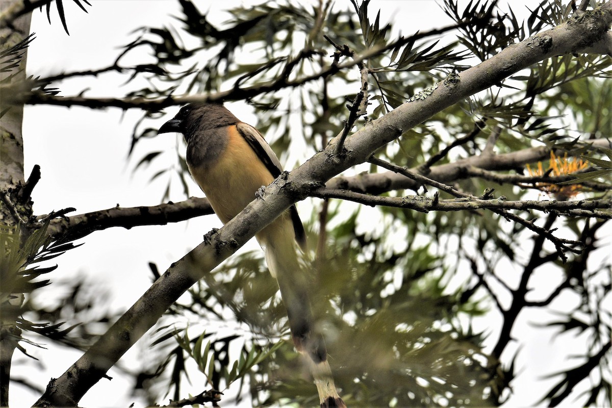 Rufous Treepie - ML351839971