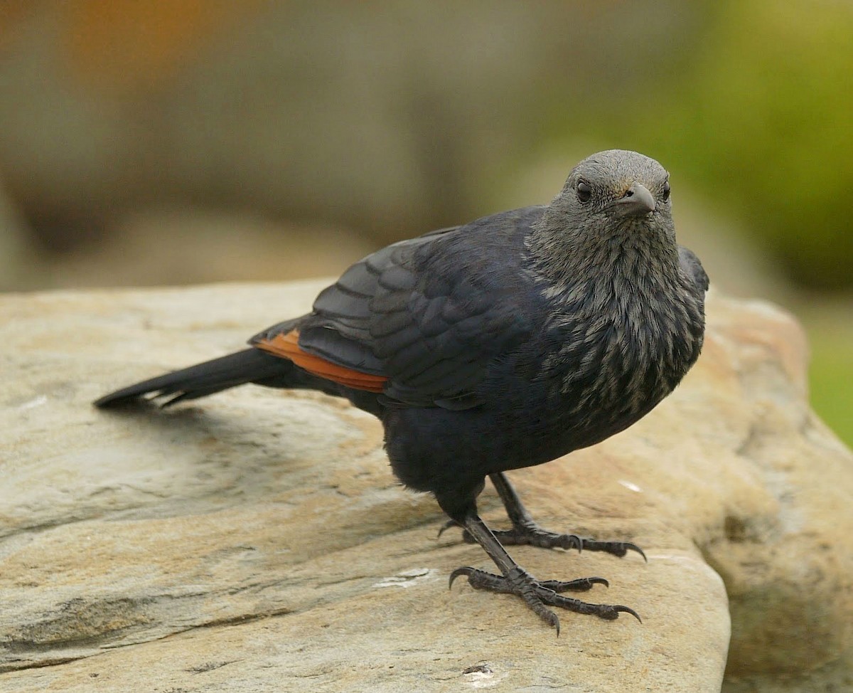 Red-winged Starling - ML351840051