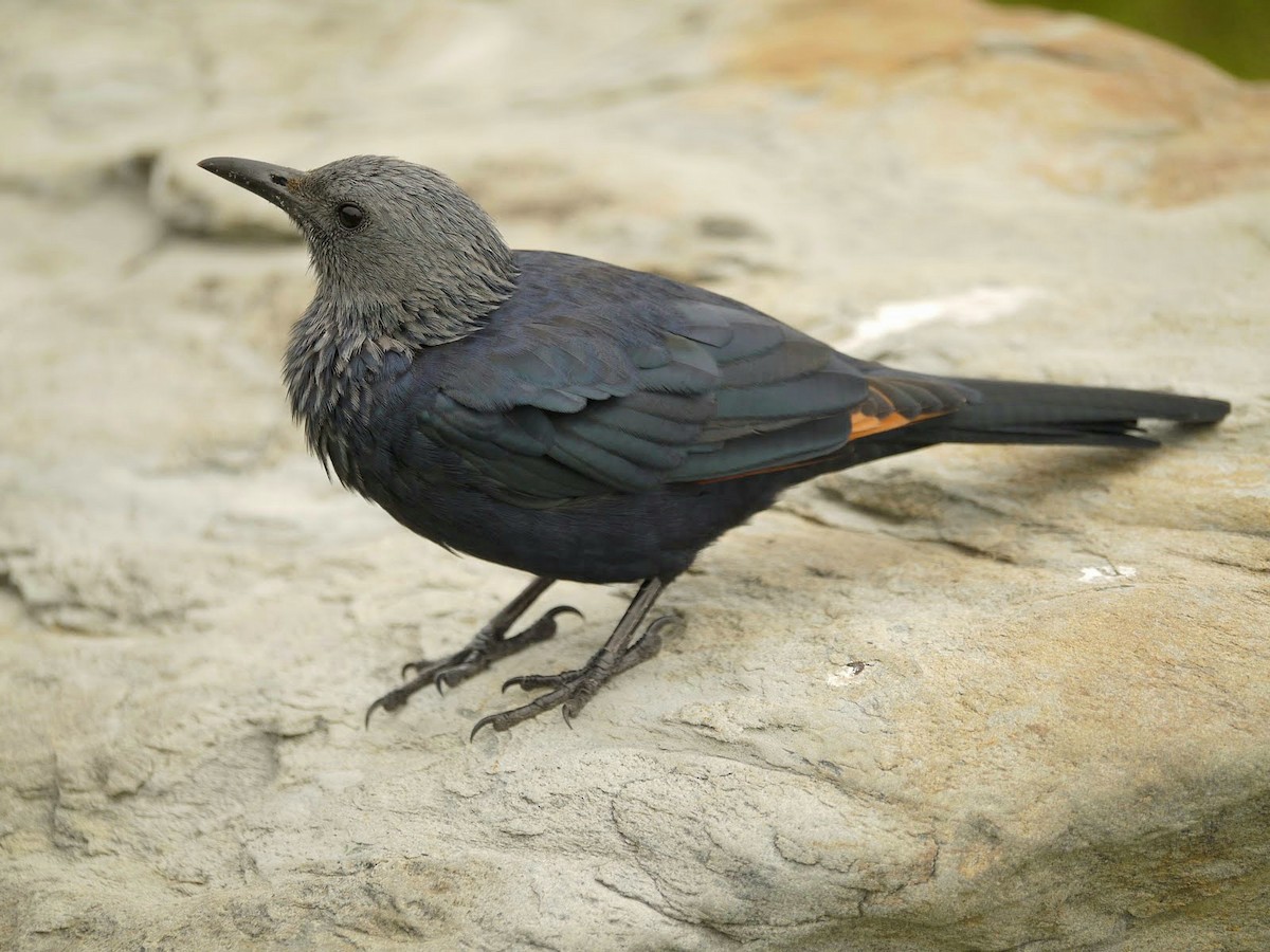 Red-winged Starling - ML351840061