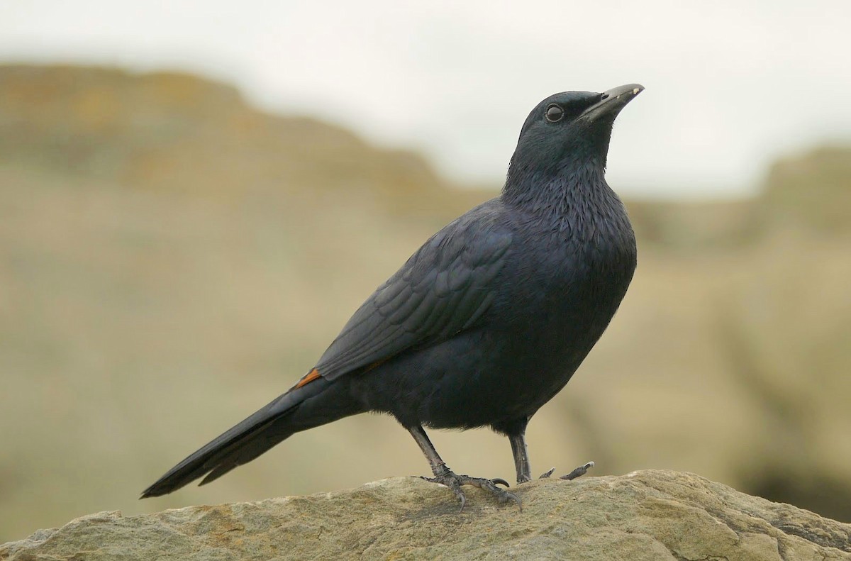 Red-winged Starling - ML351840071