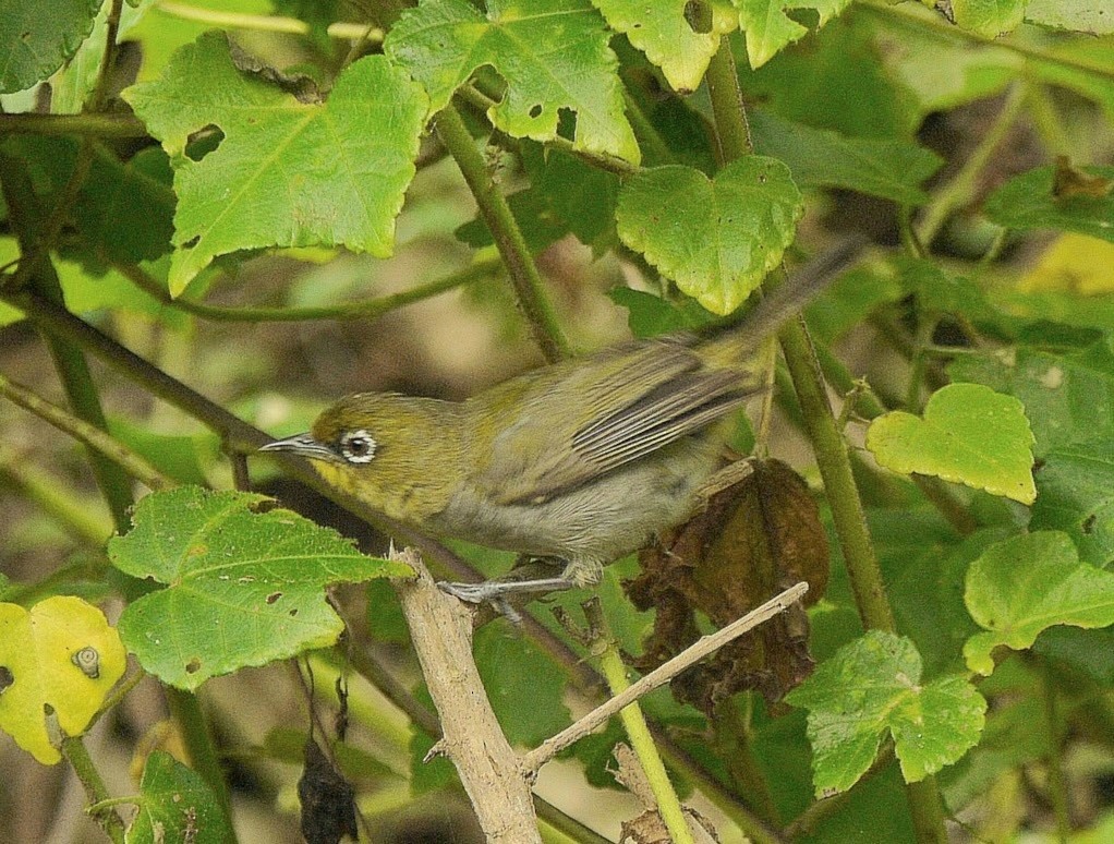 Cape White-eye - ML351840101