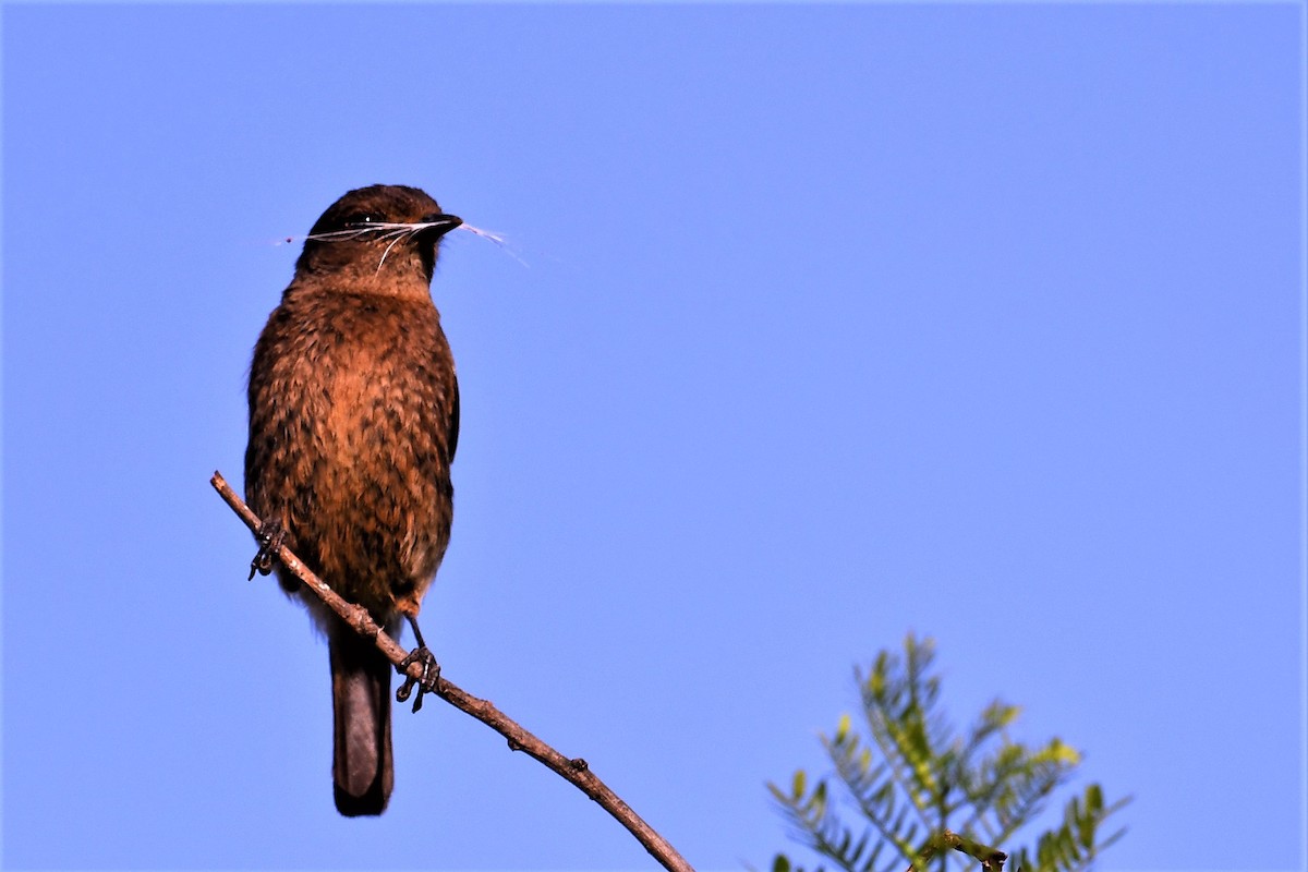 Pied Bushchat - ML351840161