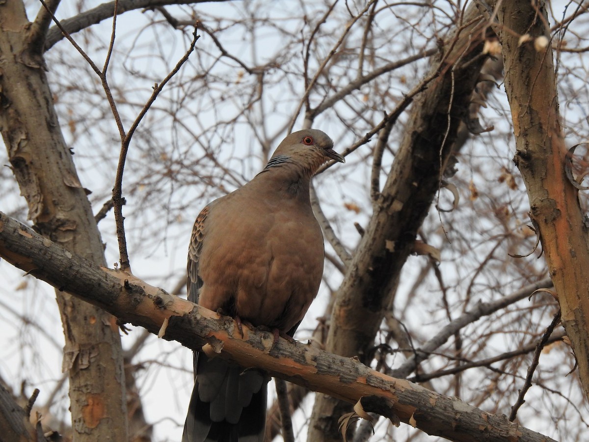 Oriental Turtle-Dove - jay hyun seo