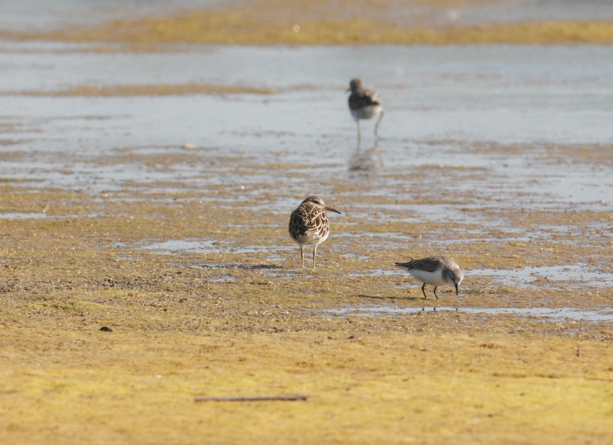 Pectoral Sandpiper - ML351846761