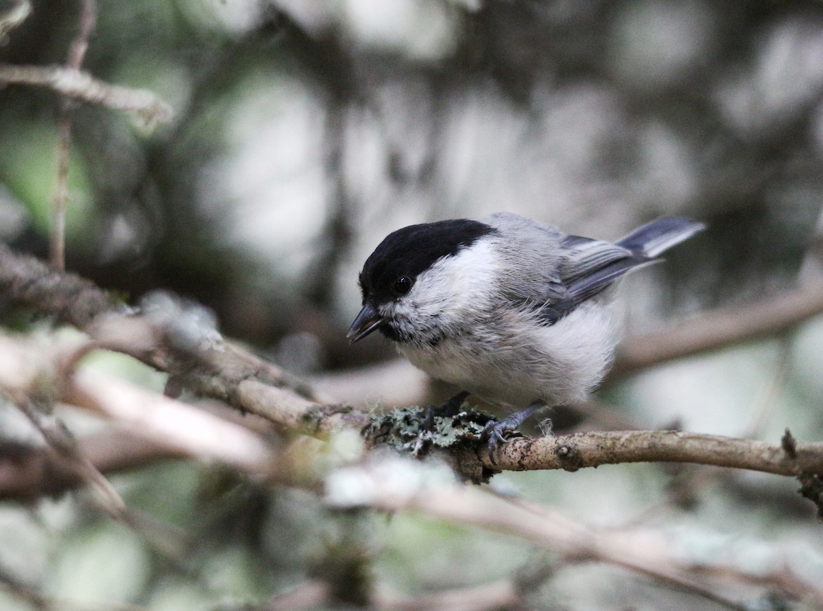 Willow Tit - ML351848491