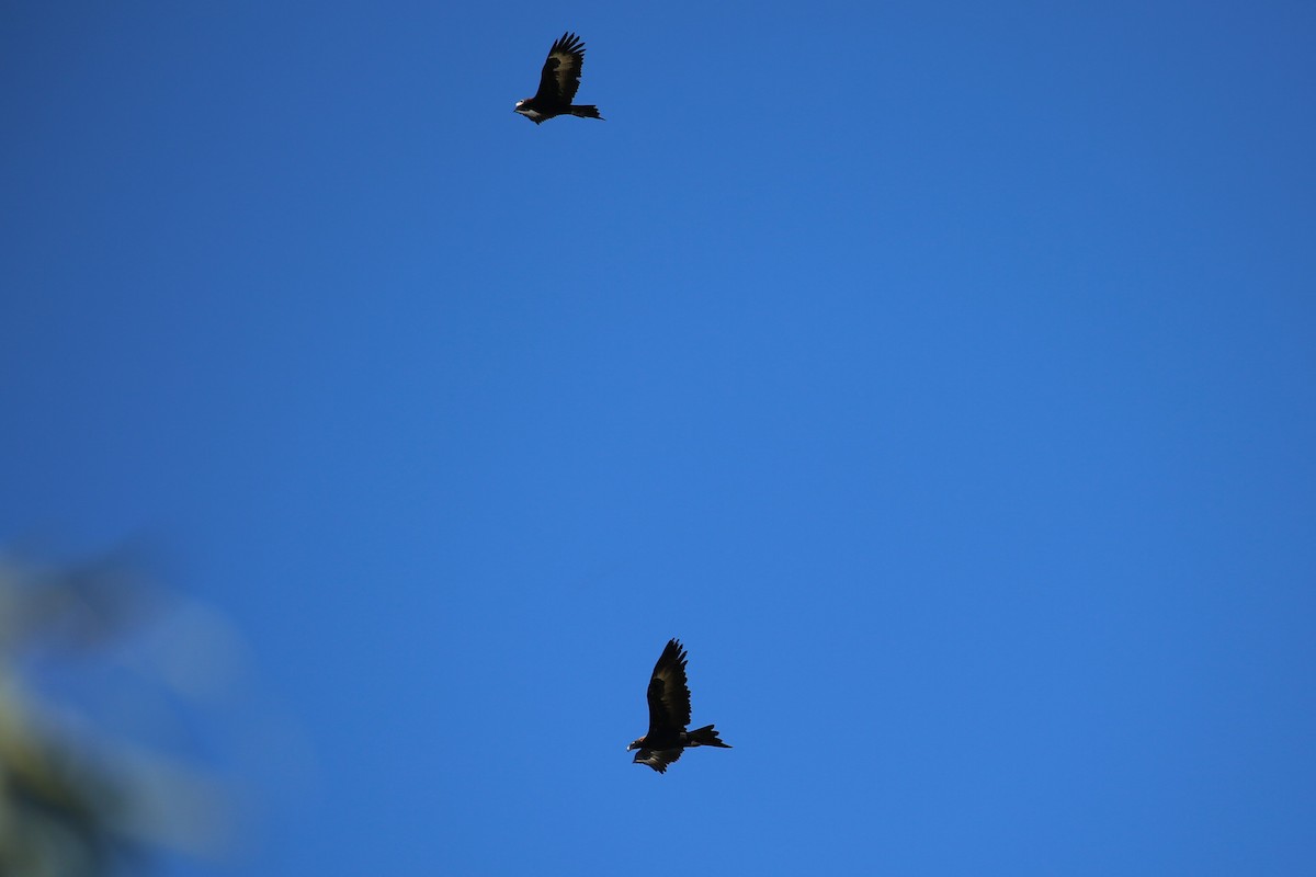 Wedge-tailed Eagle - ML351849111