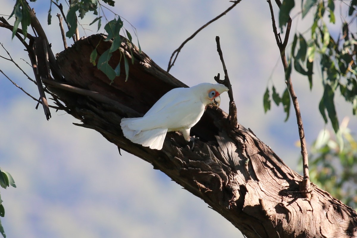 Long-billed Corella - ML351849161