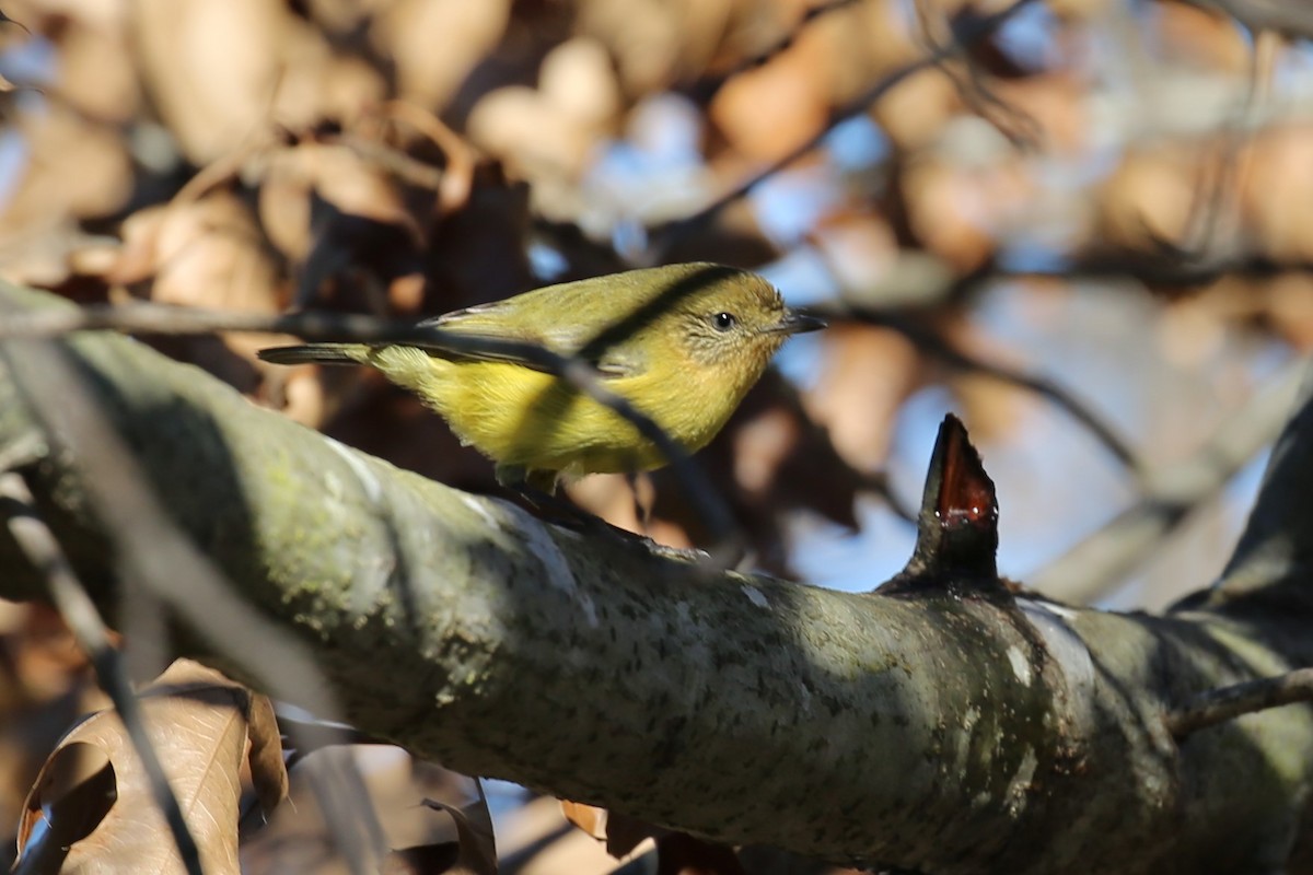 Yellow Thornbill - ML351849171