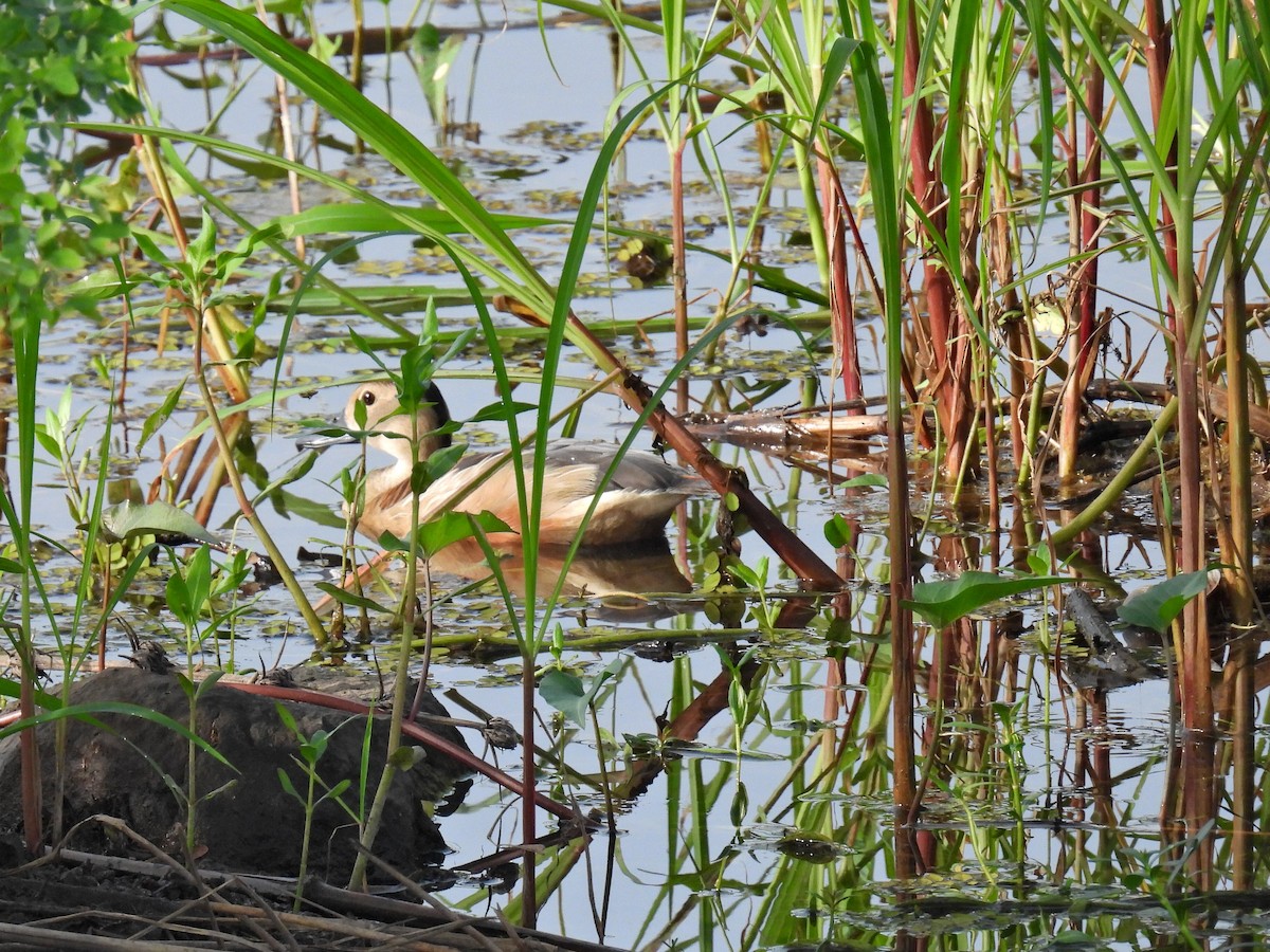 Lesser Whistling-Duck - ML351849211