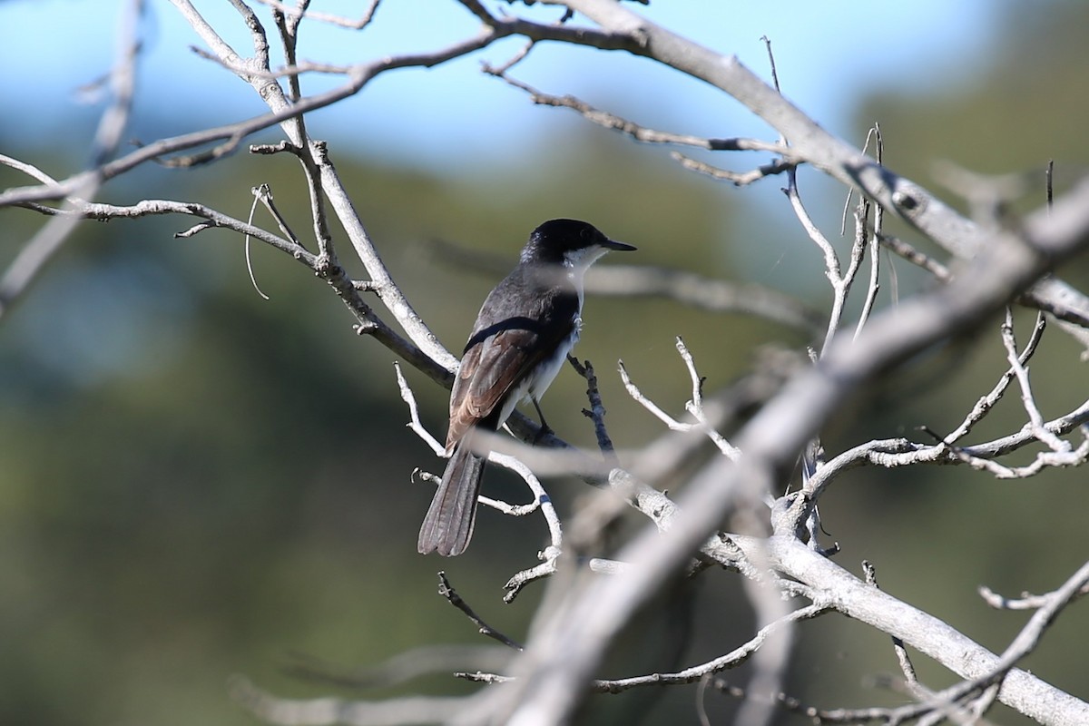 Restless Flycatcher - ML351849221