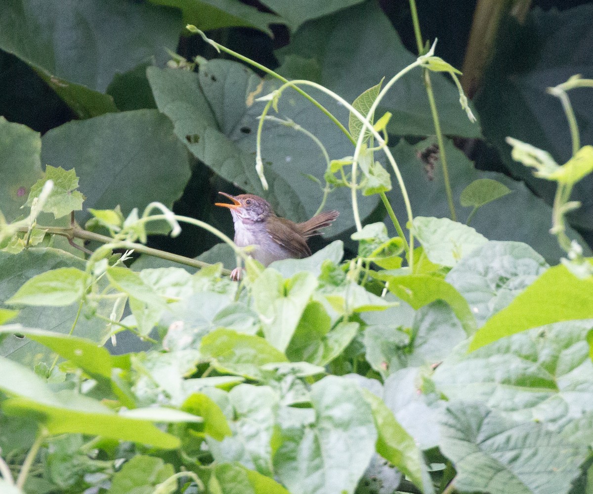 Common Tailorbird - ML351849571