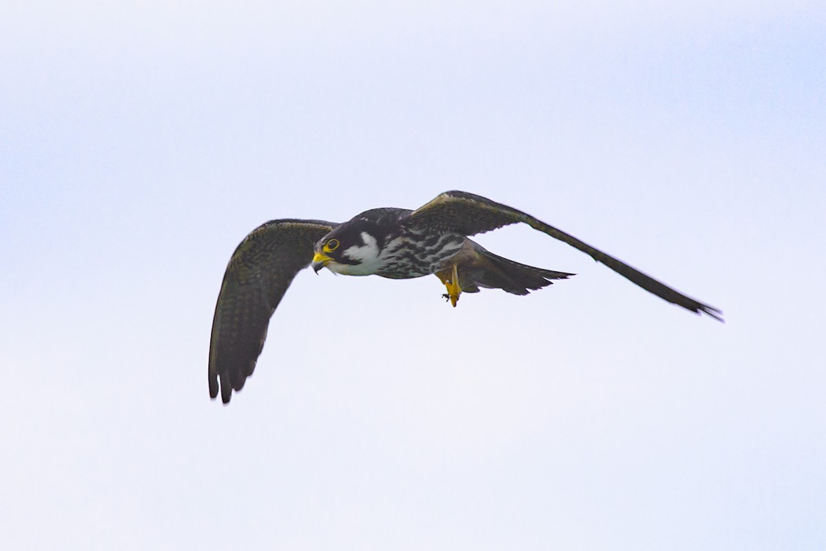 Eurasian Hobby - ML351850001