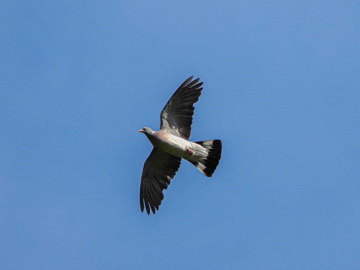 Common Wood-Pigeon - Aitor Zabala