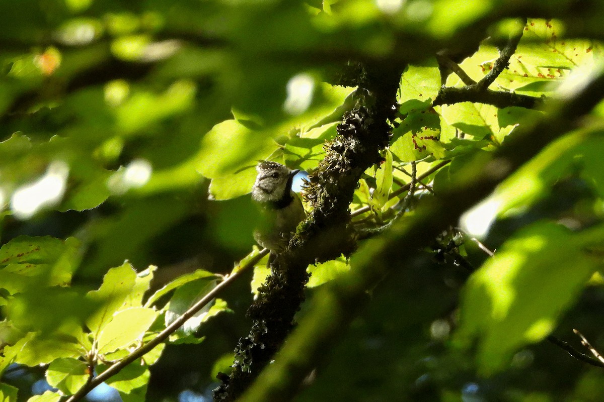 Crested Tit - ML351850181
