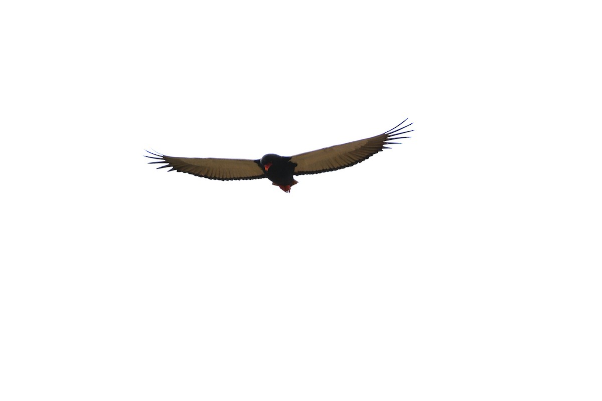 Águila Volatinera - ML351850381