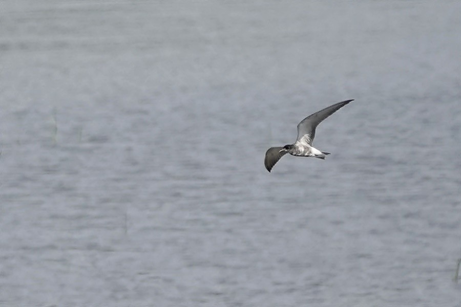 Black Tern - ML351851461