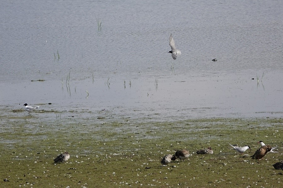 Black Tern - ML351851471