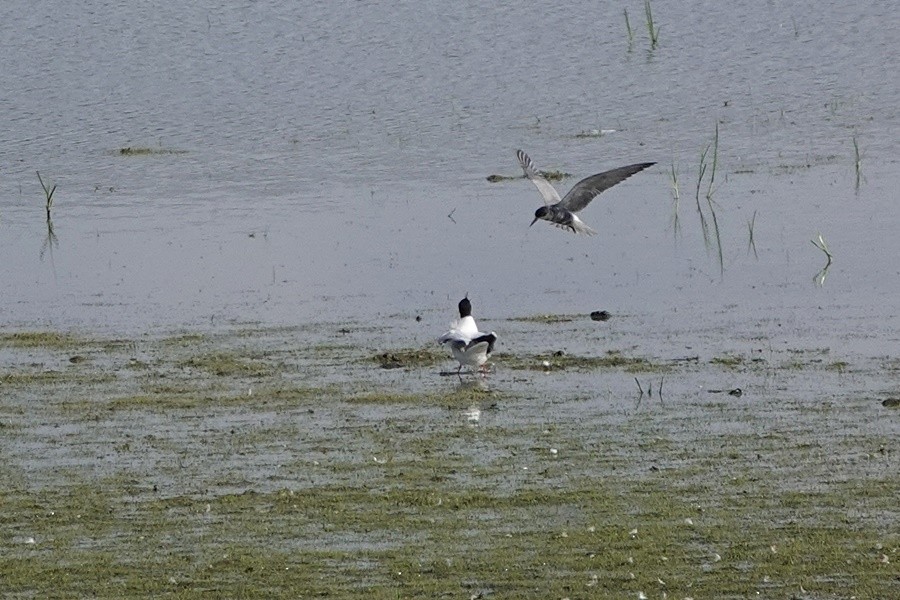 Black Tern - Sami Tuomela