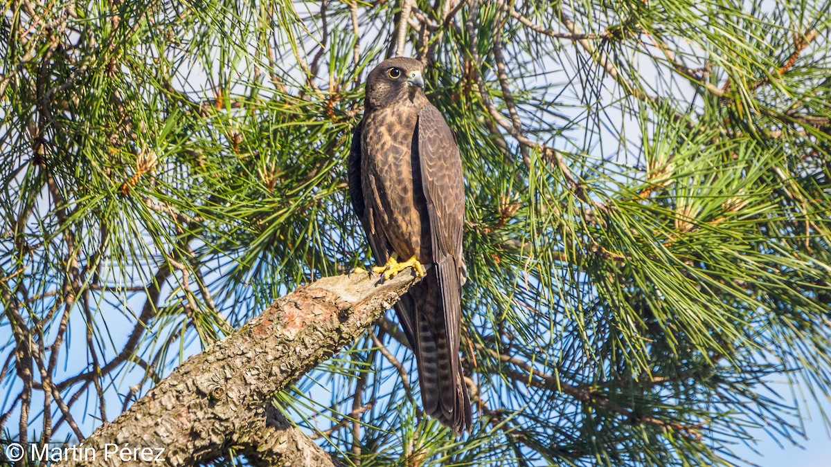 Eleonora's Falcon - ML351851841