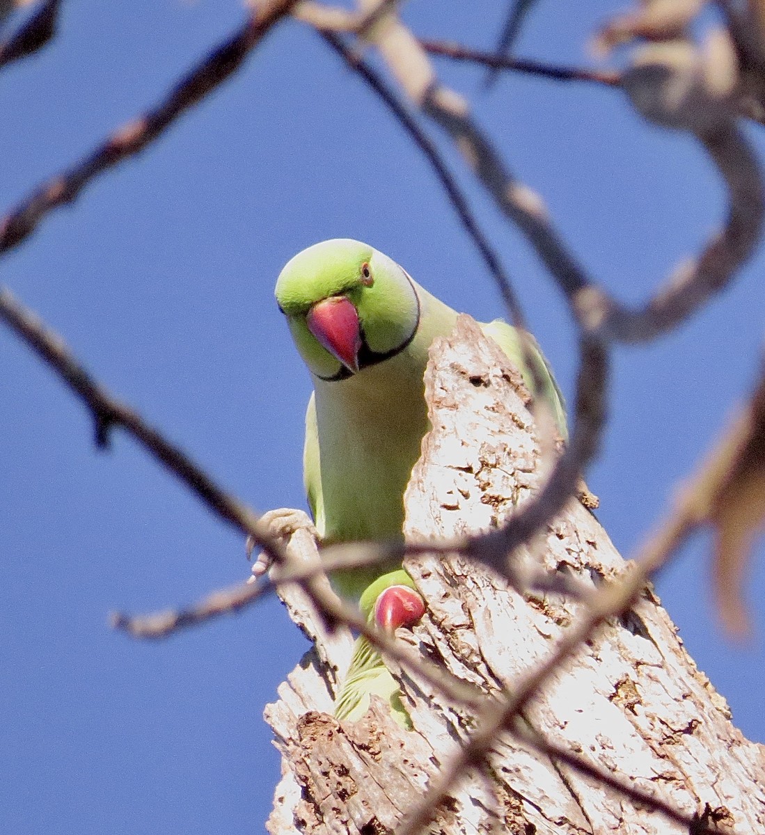 Rose-ringed Parakeet - Noel Ward