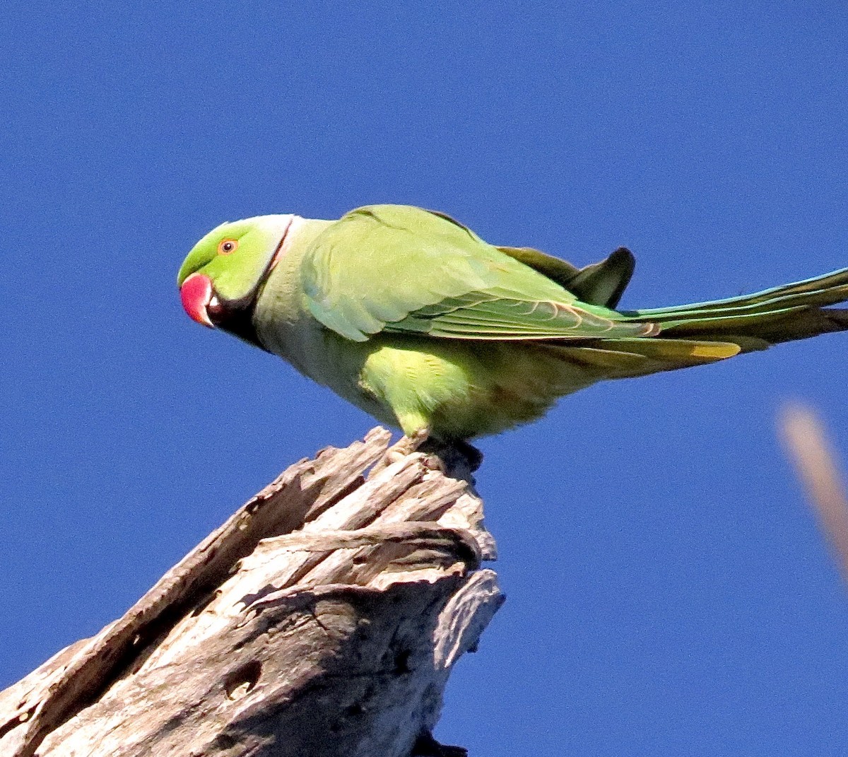 Rose-ringed Parakeet - Noel Ward