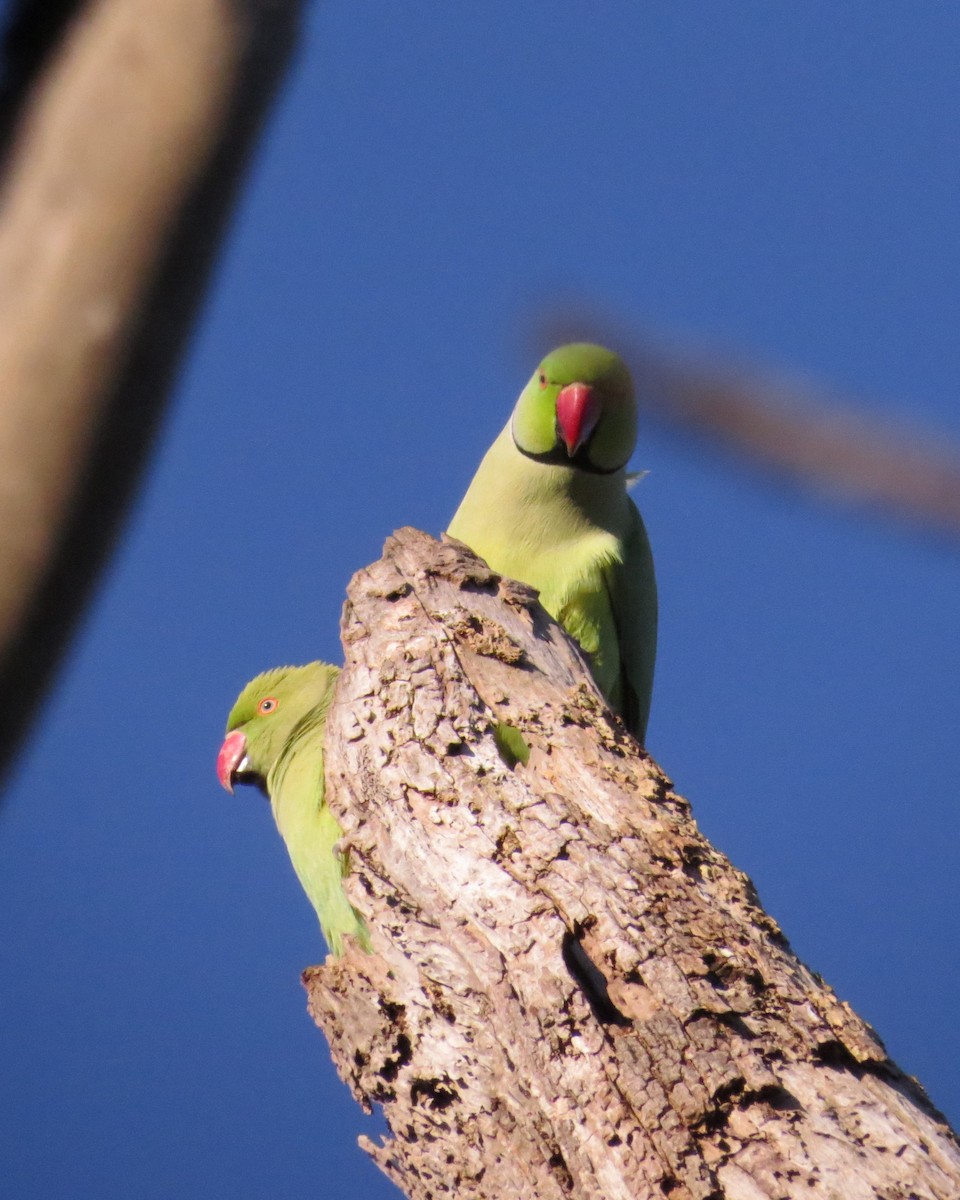 Rose-ringed Parakeet - Noel Ward