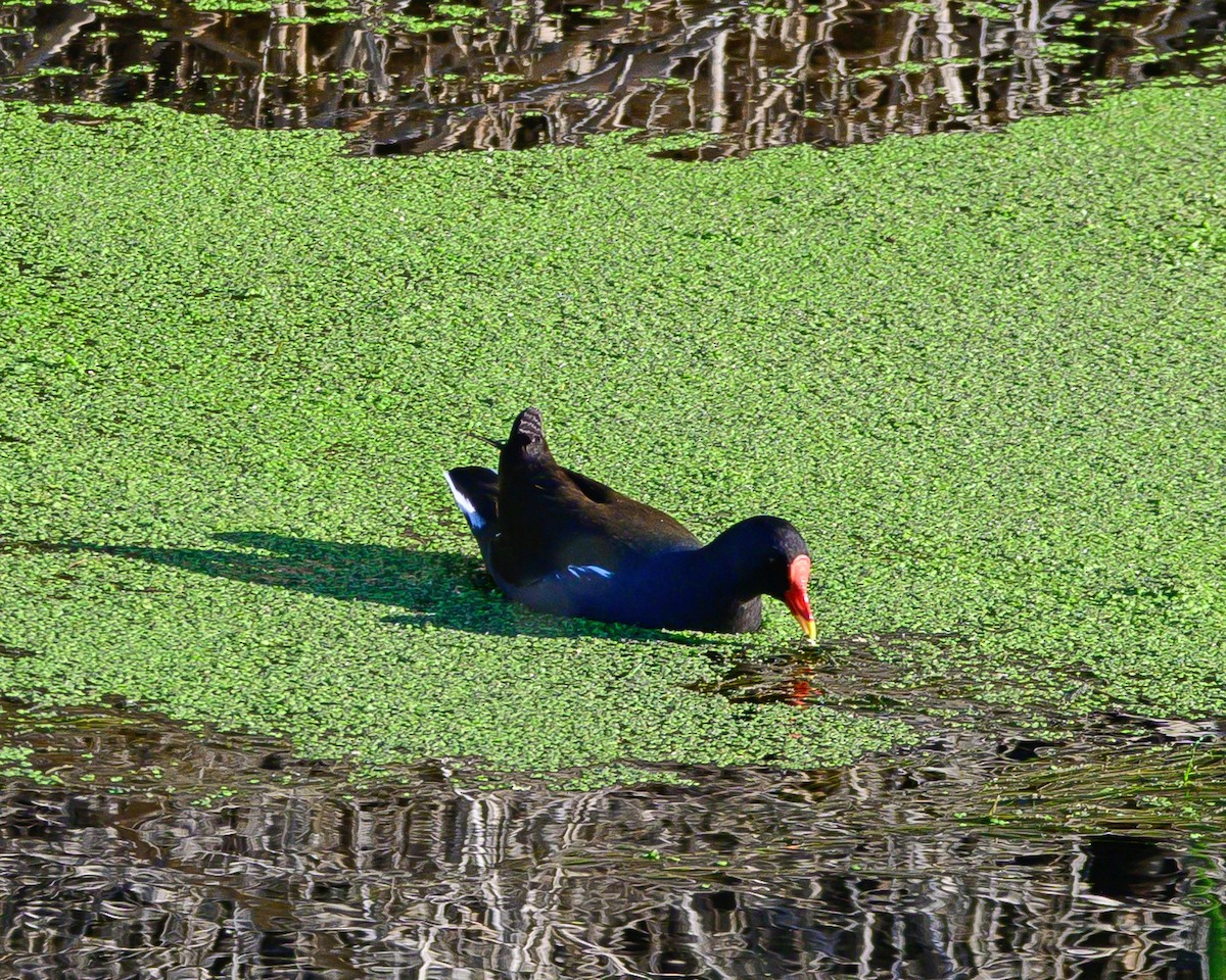 Eurasian Moorhen - Robert Parker