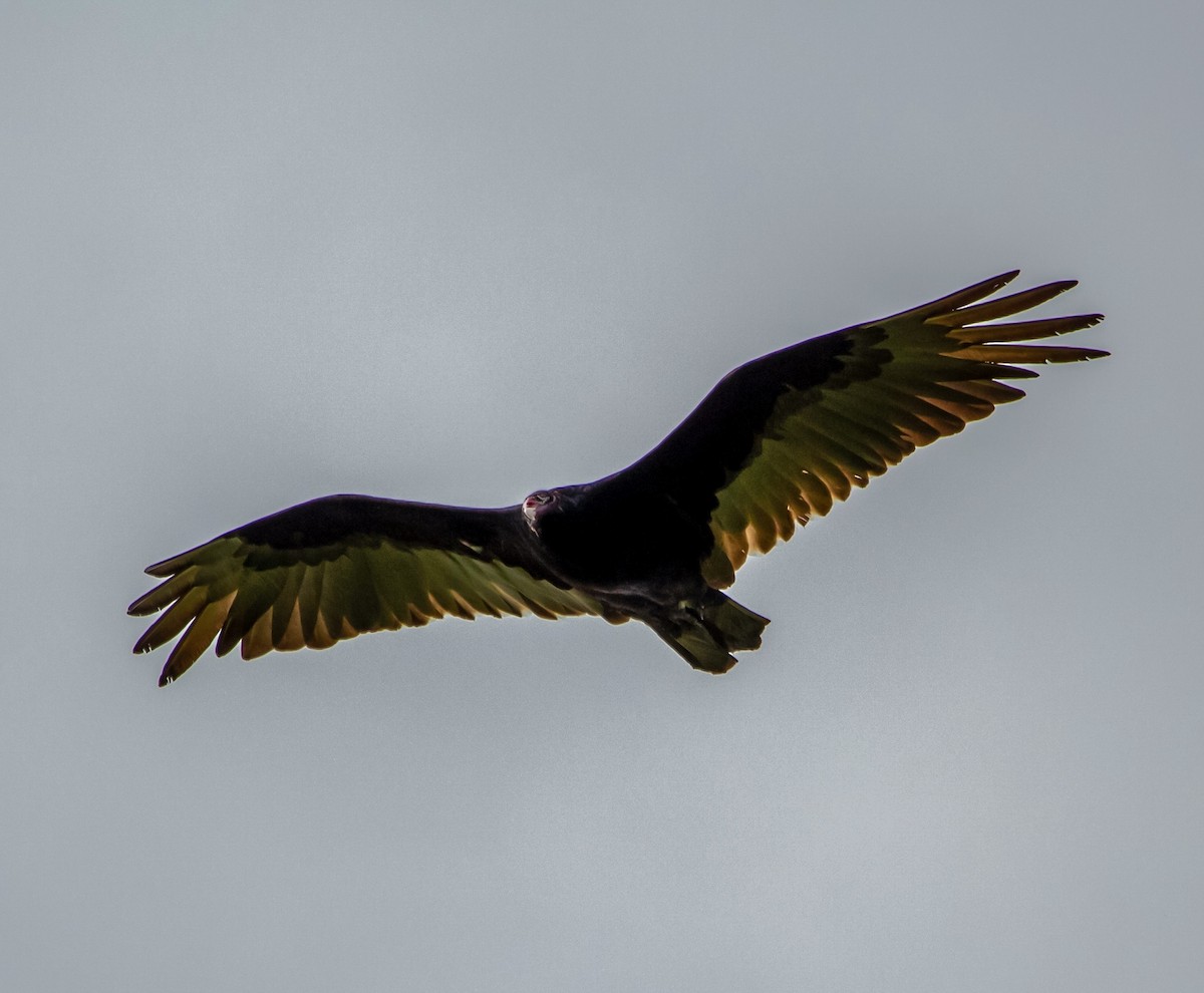 Turkey Vulture - ML351853861