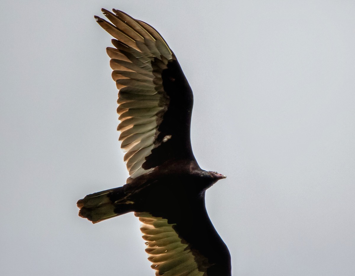 Turkey Vulture - ML351853871