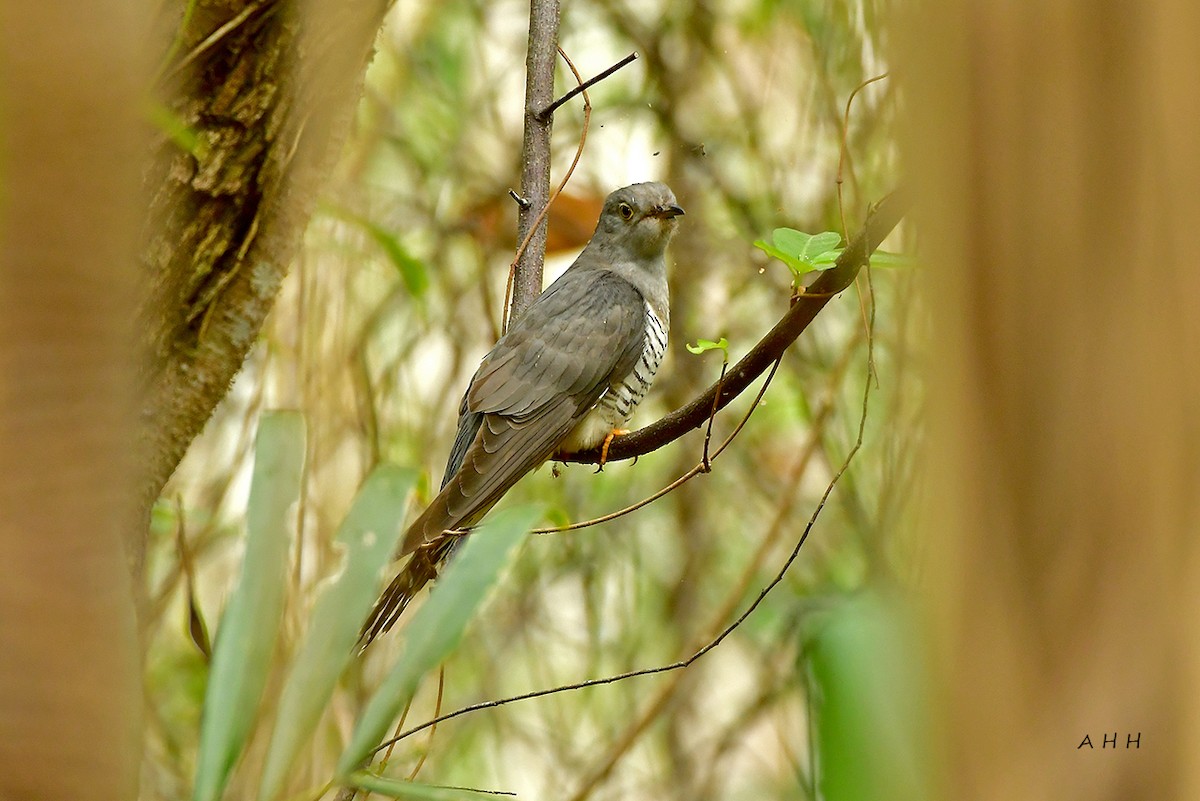 Oriental Cuckoo - A H H .