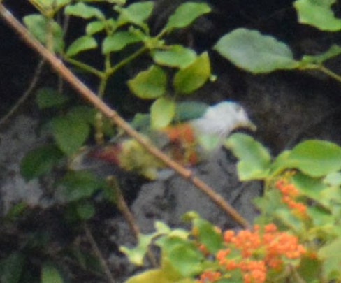 Палауский фруктовый голубь - ML351854081