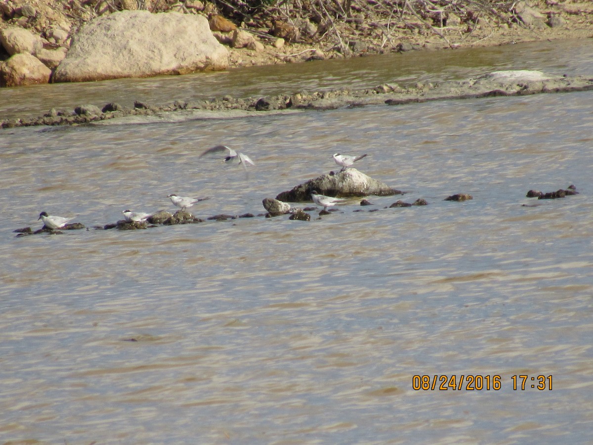 Least Tern - ML35185421