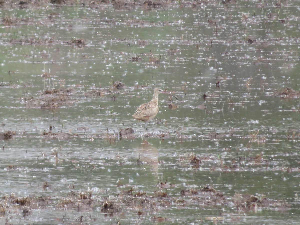 Long-billed Curlew - ML351854311