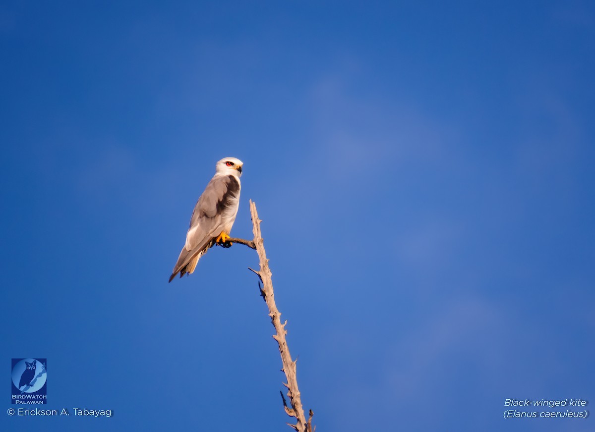 Black-winged Kite - ML351854391