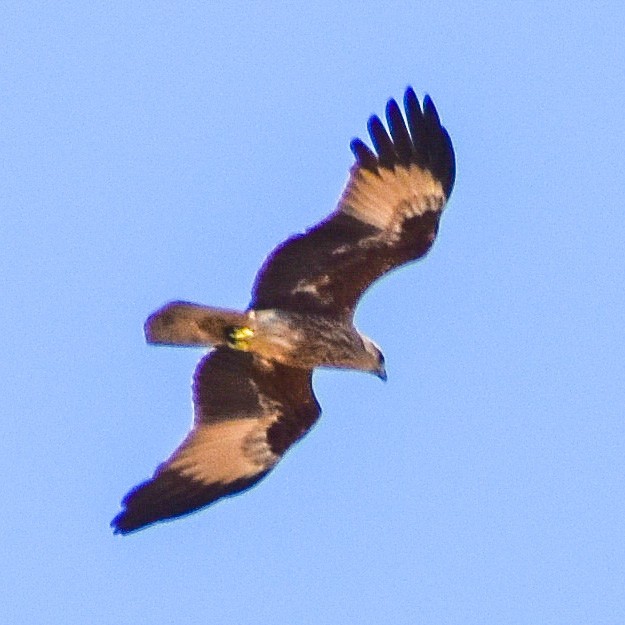 Brahminy Kite - ML351854501