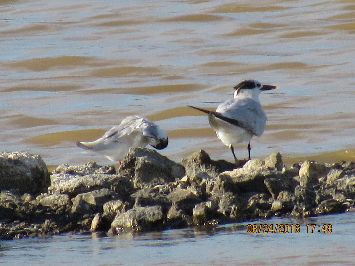 Sandwich Tern - Vivian F. Moultrie