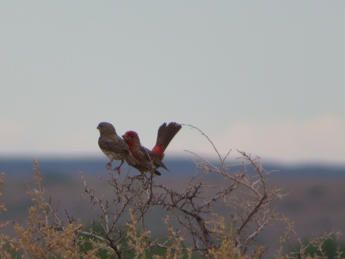 House Finch - Deena Mickelson