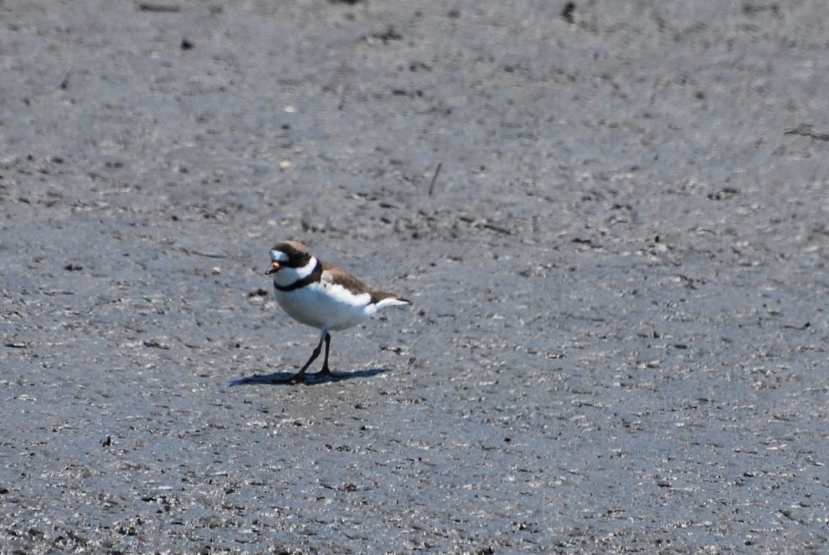 Semipalmated Plover - ML351856361