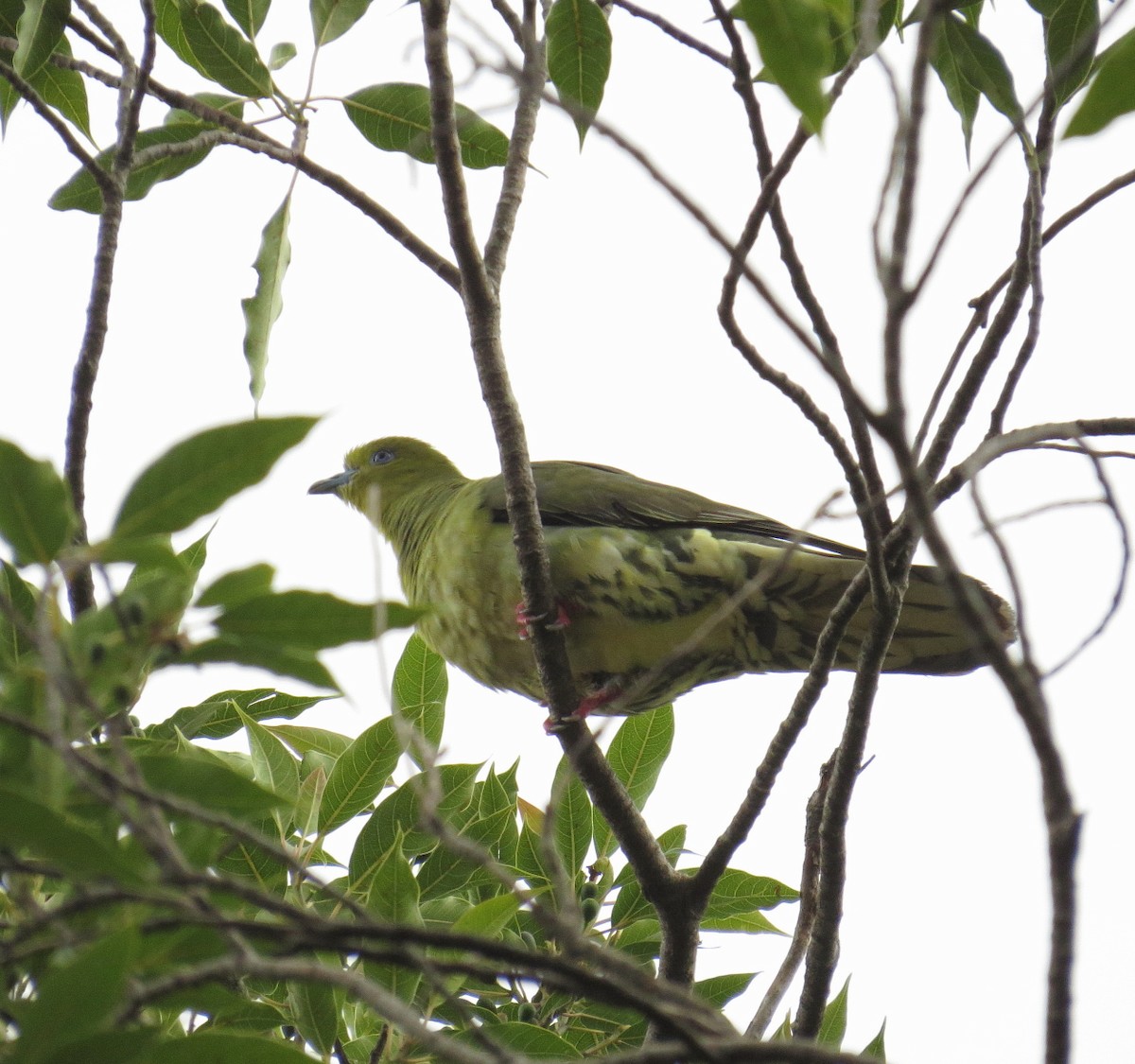 Wedge-tailed Green-Pigeon - ML351856611