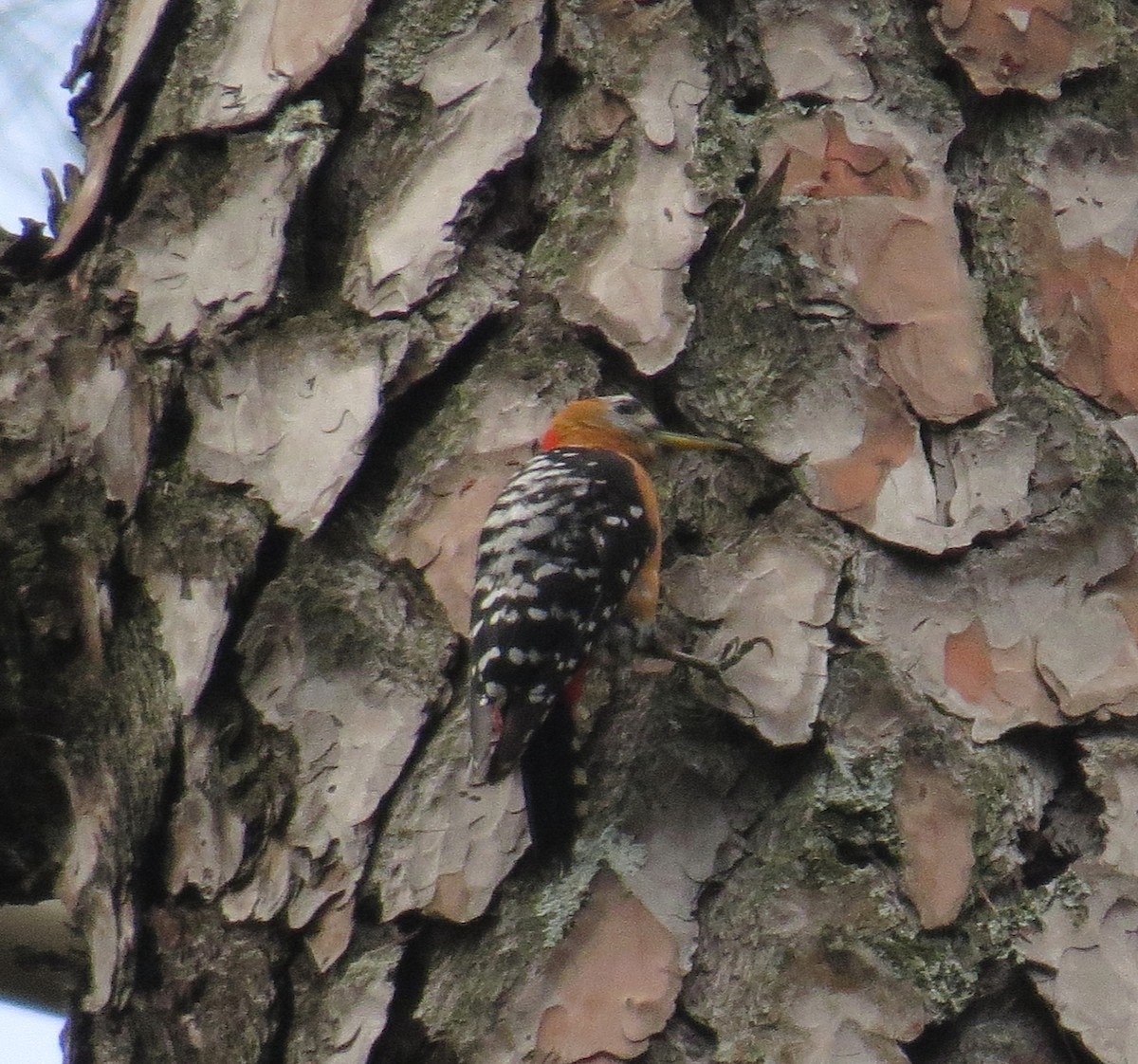 Rufous-bellied Woodpecker - Udiyaman Shukla