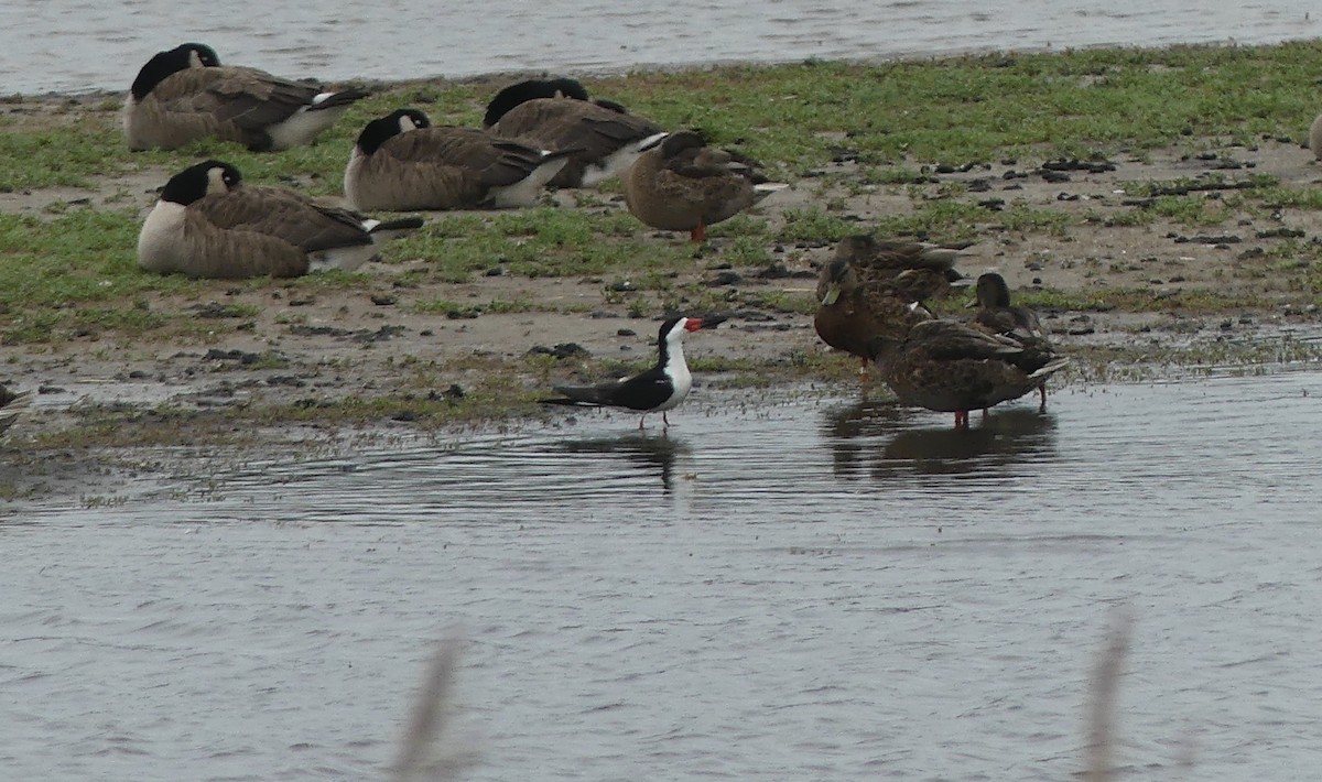 Black Skimmer - ML351857711