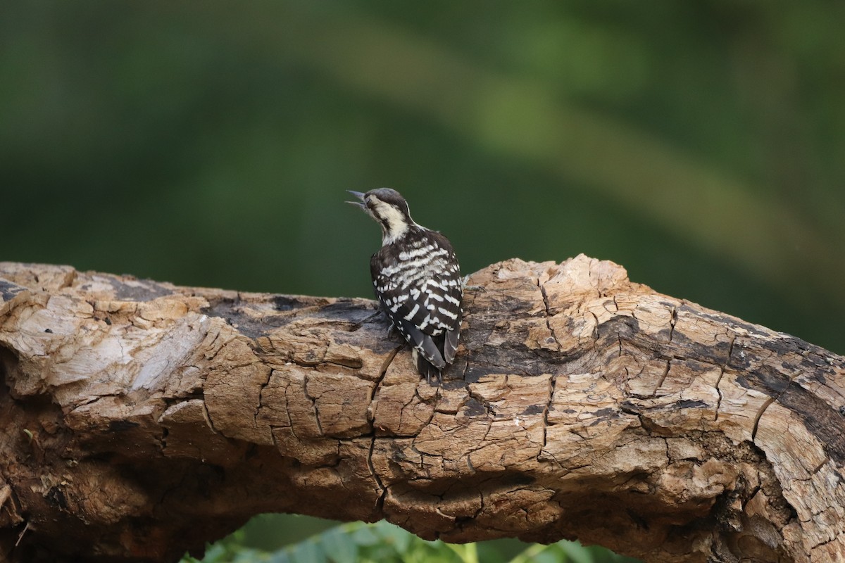 Gray-capped Pygmy Woodpecker - Yatin Gupta