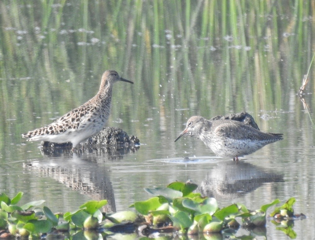 Common Redshank - ML351859661